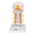 3B Scientific Cervical Spinal Column - w/ 3B Smart Anatomy 1000144